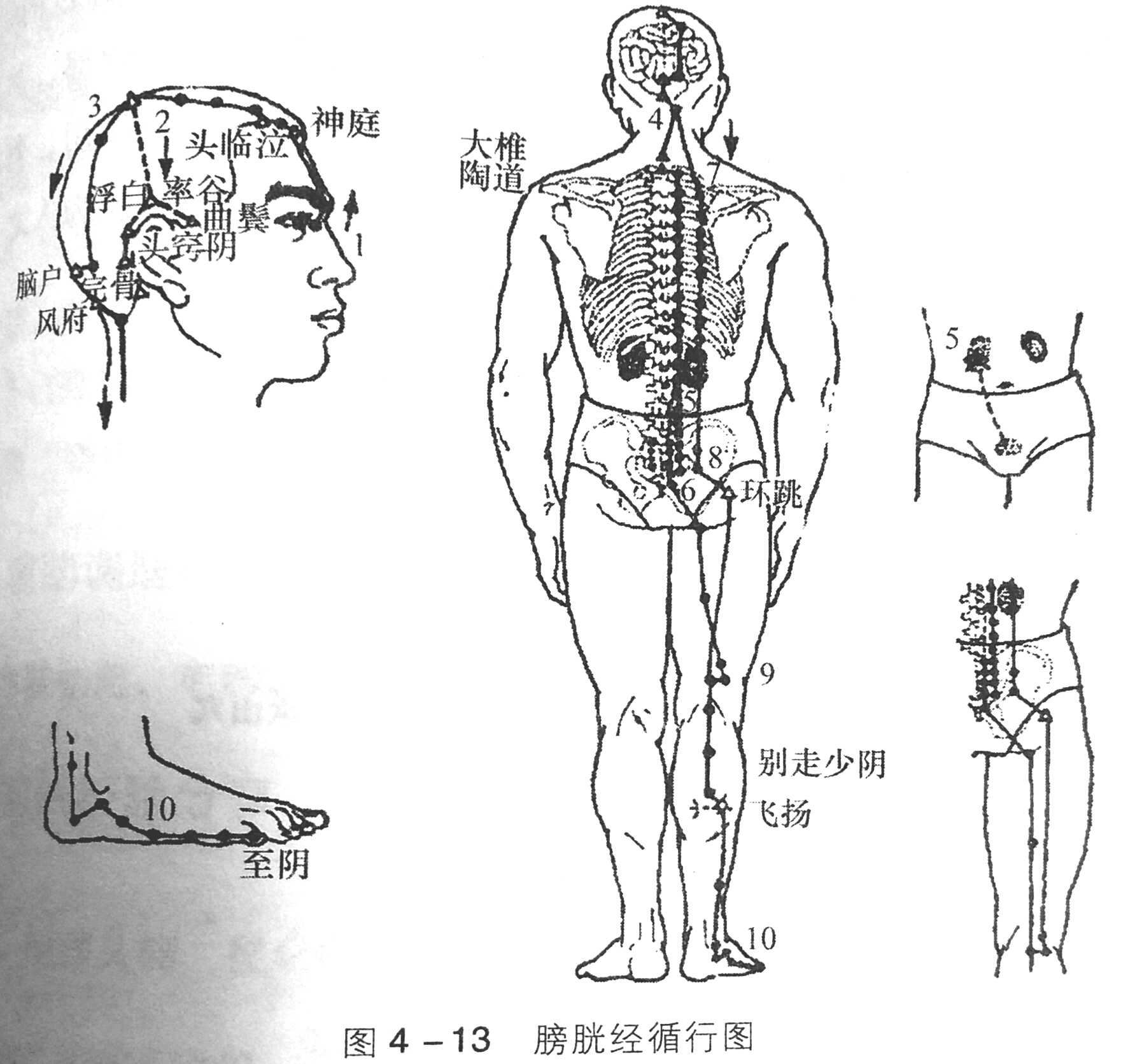 肾与膀胱经的经穴养生调理 – 中医锦囊