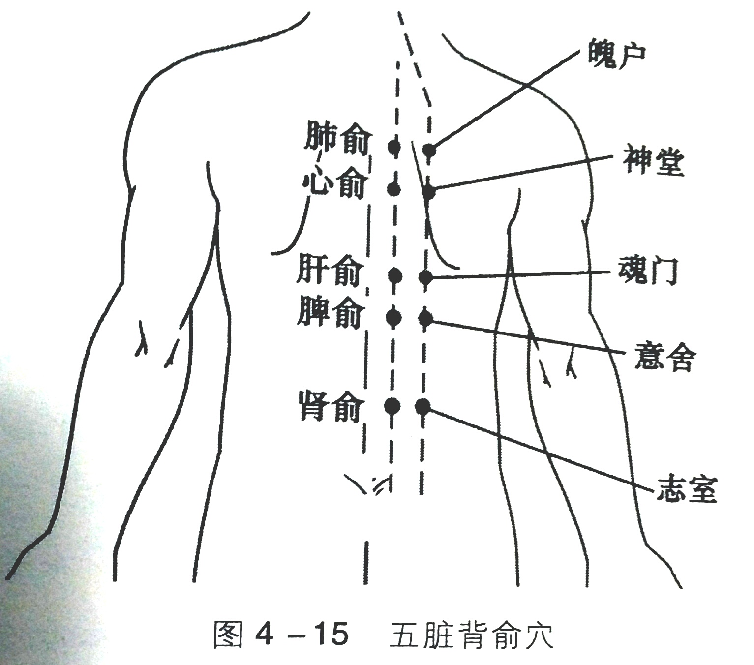 肾与膀胱经的经穴养生调理 – 中医锦囊